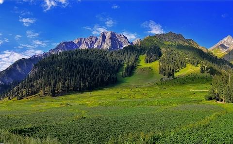 Potato Fields, Naltar, Gilgit Baltistan. Potato Fields, Naltar, Gilgit Baltistan.