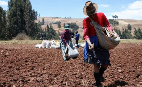 Experto peruano: la papa crece a demasiada altura por cambio climático Experto peruano: la papa crece a demasiada altura por cambio climático
