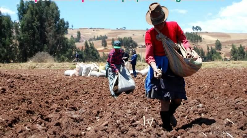 Experto peruano: la papa crece a demasiada altura por cambio climático