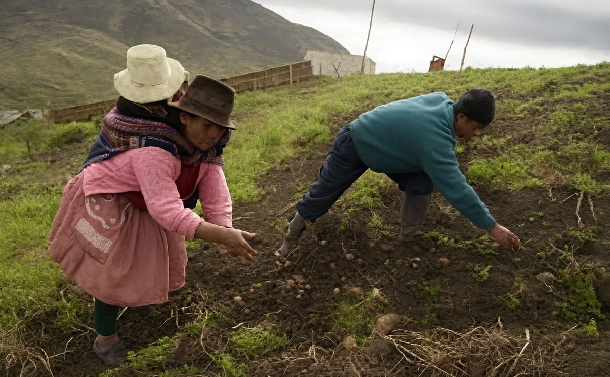Los conocimientos ancestrales sobre la papa se vienen perdiendo en Ecuador ¿Por qué? ¿Cómo evitarlo?