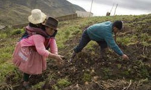  Campesinos peruanos sembrando papas. Foto de Jean-Louis Gonterre