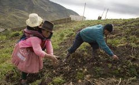 Los conocimientos ancestrales sobre la papa se vienen perdiendo en Ecuador ¿Por qué? ¿Cómo evitarlo? Los conocimientos ancestrales sobre la papa se vienen perdiendo en Ecuador ¿Por qué? ¿Cómo evitarlo?