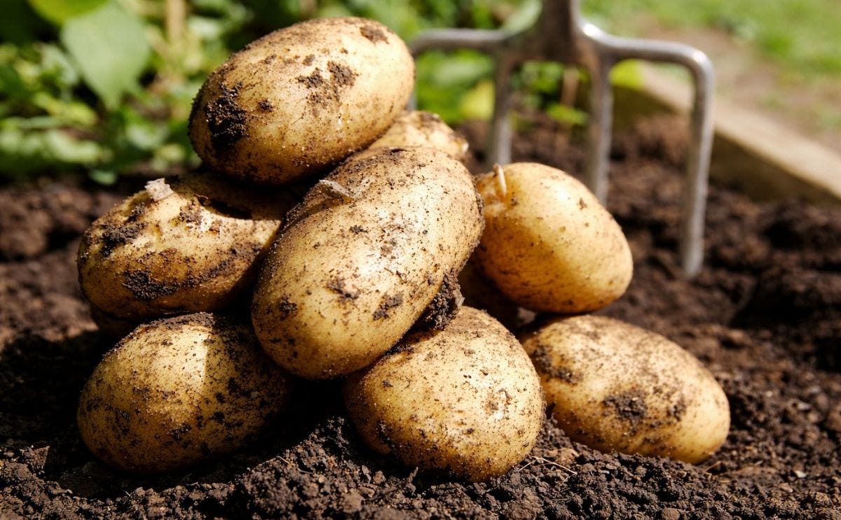 Sembrar papa en el trópico, un desafío para los productores