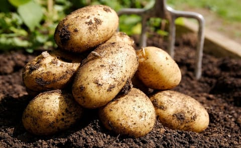 Sembrar papa en el trópico, un desafío para los productores Sembrar papa en el trópico, un desafío para los productores