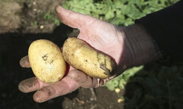 Nueve concellos de Galicia podrán volver a plantar patatas 