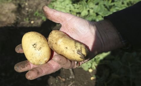 Son Cariño, Ortigueira, Neda, Lourenzá, A Pastoriza, Riotorto, A Pontenova, Ribadeo y O Valadouro, ahora zona tampón
Son Cariño, Ortigueira, Neda, Lourenzá, A Pastoriza, Riotorto, A Pontenova, Ribadeo y O Valadouro, ahora zona tampón