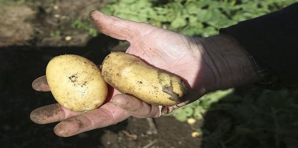 Nueve concellos de Galicia podrán volver a plantar patatas 