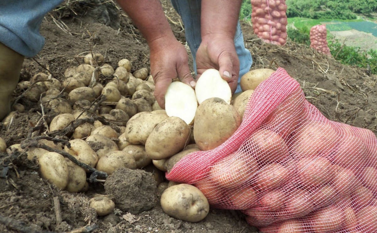 Cultivo de papa en Venezuela. Cultivo de papa en Venezuela.