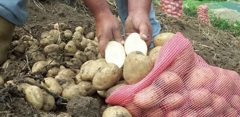 Cultivo de papa en Venezuela.