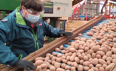 Parte temporada de exportación de semilla de papas certificadas en la región de Los Lagos, Chile Parte temporada de exportación de semilla de papas certificadas en la región de Los Lagos, Chile