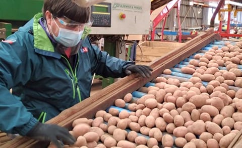 Parte temporada de exportación de semilla de papas certificadas en la región de Los Lagos, Chile Parte temporada de exportación de semilla de papas certificadas en la región de Los Lagos, Chile