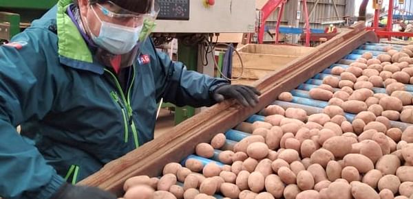 Parte temporada de exportación de semilla de papas certificadas en la región de Los Lagos, Chile