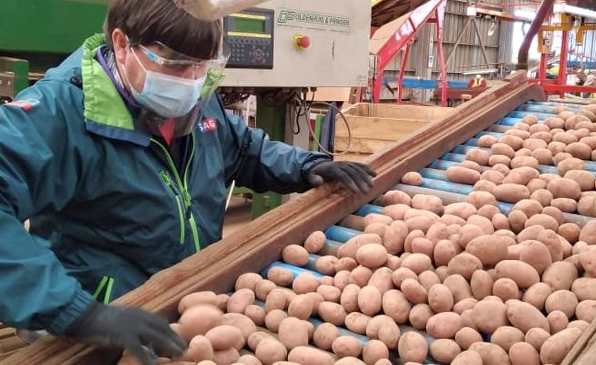 Parte temporada de exportación de semilla de papas certificadas en la región de Los Lagos, Chile