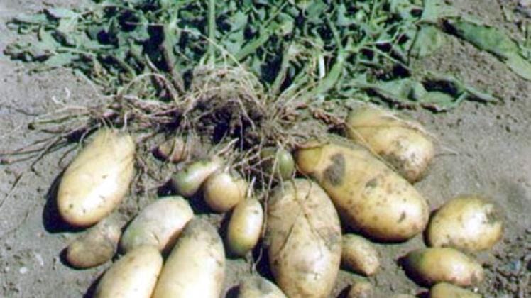 Argentina: La producción de semilla de papa fiscalizada alcanzó a 139 mil toneladas 