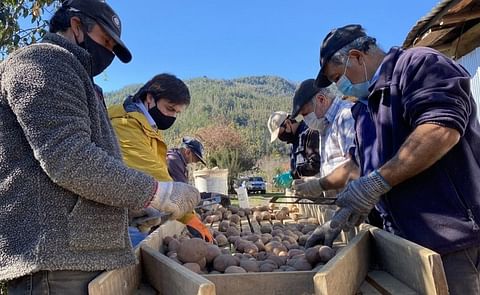 Alza ha sido posible en Chile tras tres temporadas de participación en el proyecto 'Incremento de la productividad del cultivo de la papa' que ejecuta INIA Quilamapu con apoyo del Gobierno Regional del Biobío y el Programa de Gestión Territorial de Zon Alza ha sido posible en Chile tras tres temporadas de participación en el proyecto 'Incremento de la productividad del cultivo de la papa' que ejecuta INIA Quilamapu con apoyo del Gobierno Regional del Biobío y el Programa de Gestión Territorial de Zon