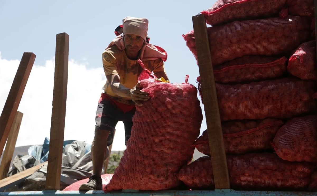 Llegan 50 toneladas de semillas para fortalecer producción de papa nativa en Huánuco Llegan 50 toneladas de semillas para fortalecer producción de papa nativa en Huánuco