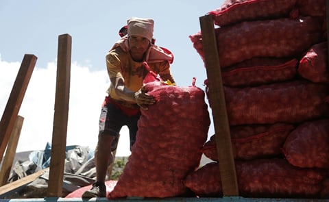 Llegan 50 toneladas de semillas para fortalecer producción de papa nativa en Huánuco Llegan 50 toneladas de semillas para fortalecer producción de papa nativa en Huánuco