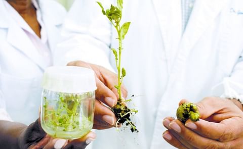 La conservación y análisis de plántulas es apenas una parte del trabajo en los laboratorios del Idiaf. La conservación y análisis de plántulas es apenas una parte del trabajo en los laboratorios del Idiaf.