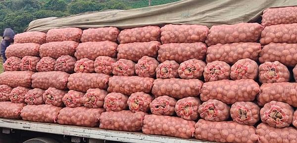 Escasez de semillas pone en jaque el cultivo de papas en Venezuela.