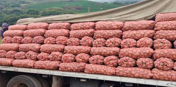 Escasez de semillas pone en jaque el cultivo de papas en Venezuela.
