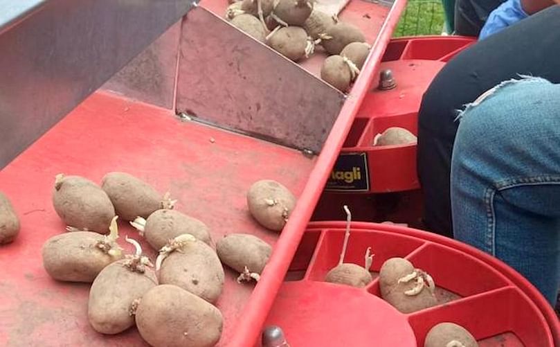 Algunas de las semillas de papas cultivadas en la finca de Osorio en el momento de la plantación.