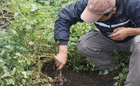 Ecuador: Semilleristas identifican ventajas al sembrar plántulas de papa Ecuador: Semilleristas identifican ventajas al sembrar plántulas de papa