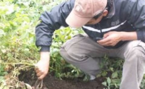 Ecuador: Semilleristas identifican ventajas al sembrar plántulas de papa Ecuador: Semilleristas identifican ventajas al sembrar plántulas de papa