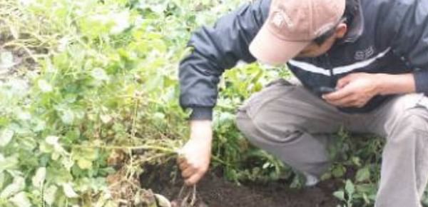 Ecuador: Semilleristas identifican ventajas al sembrar plántulas de papa