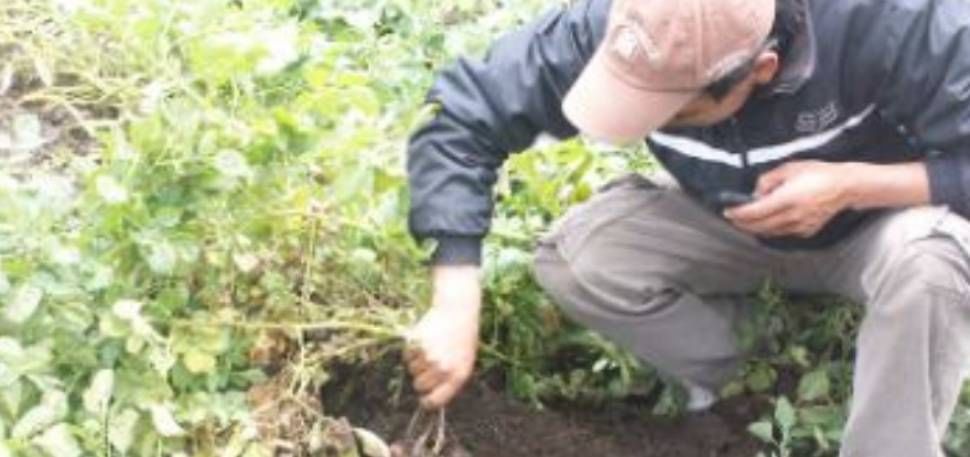 Ecuador: Semilleristas identifican ventajas al sembrar plántulas de papa