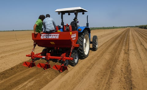 Potato Planting in Senegal. Potato Planting in Senegal.