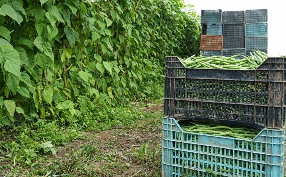 Serán obligatorias las Buenas Prácticas Agrícolas