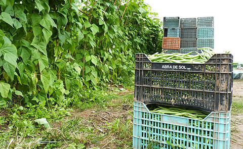 Serán obligatorias las Buenas Prácticas Agrícolas Serán obligatorias las Buenas Prácticas Agrícolas