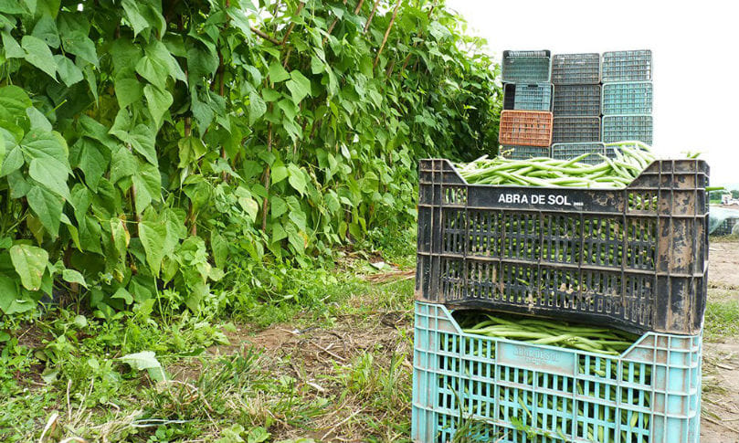 Serán obligatorias las Buenas Prácticas Agrícolas
