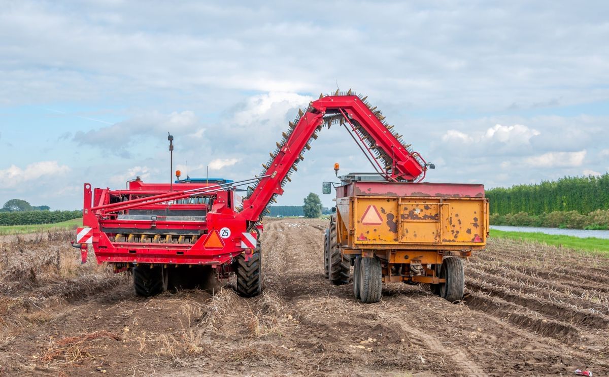 Serbia faces potato shortage and soaring prices Serbia faces potato shortage and soaring prices