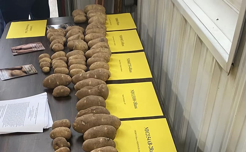 Several varieties of potatoes in many sizes line a table at the Northern Plains Potato Growers field day on Thursday, Aug. 26, at Hoverson Farms in Larimore, N.D. (Ann Bailey/Grand Forks Herald) Several varieties of potatoes in many sizes line a table at the Northern Plains Potato Growers field day on Thursday, Aug. 26, at Hoverson Farms in Larimore, N.D. (Ann Bailey/Grand Forks Herald)