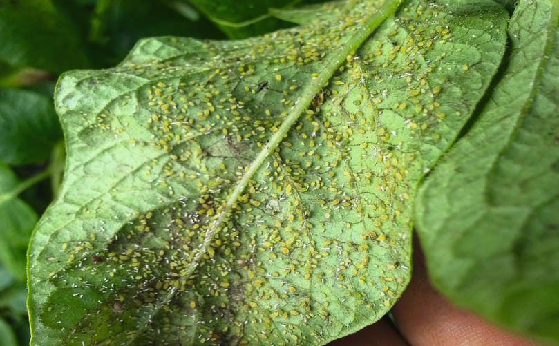 Potato Aphid Feeding Behavior and Colony Formation Potato Aphid Feeding Behavior and Colony Formation