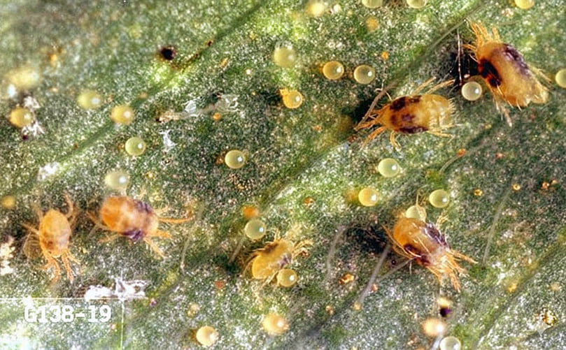 predatory mites attacking spider mites on potato leaves. predatory mites attacking spider mites on potato leaves.