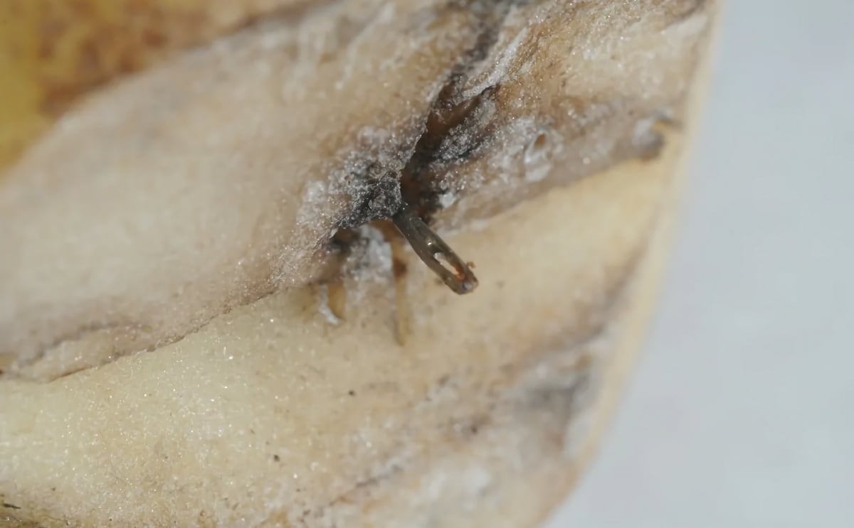 One of the earlier sewing needles discovered in a potato One of the earlier sewing needles discovered in a potato