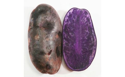 SHADOW QUEEN SHADOW QUEEN