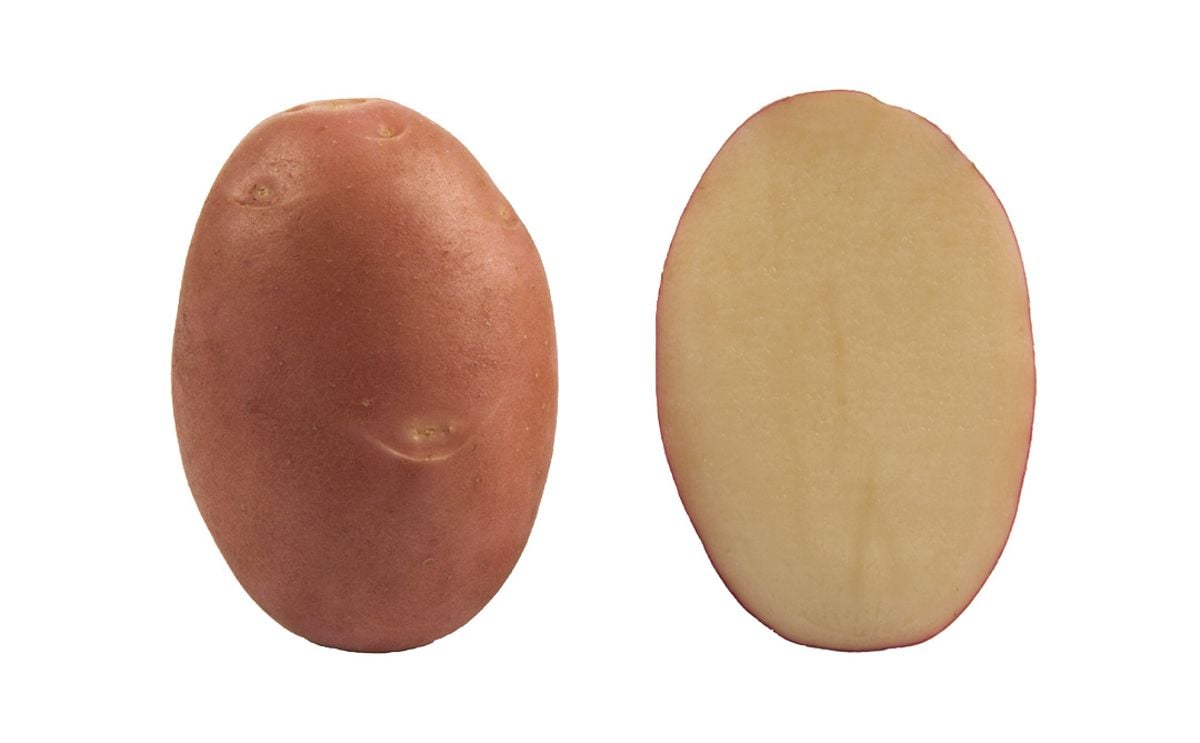 SHANNON