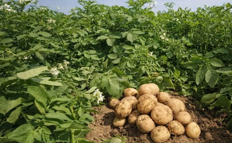 España: Pronostican una fuerte reducción de la superficie de cultivo este año España: Pronostican una fuerte reducción de la superficie de cultivo este año