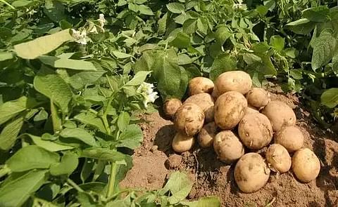 España: Pronostican una fuerte reducción de la superficie de cultivo este año España: Pronostican una fuerte reducción de la superficie de cultivo este año