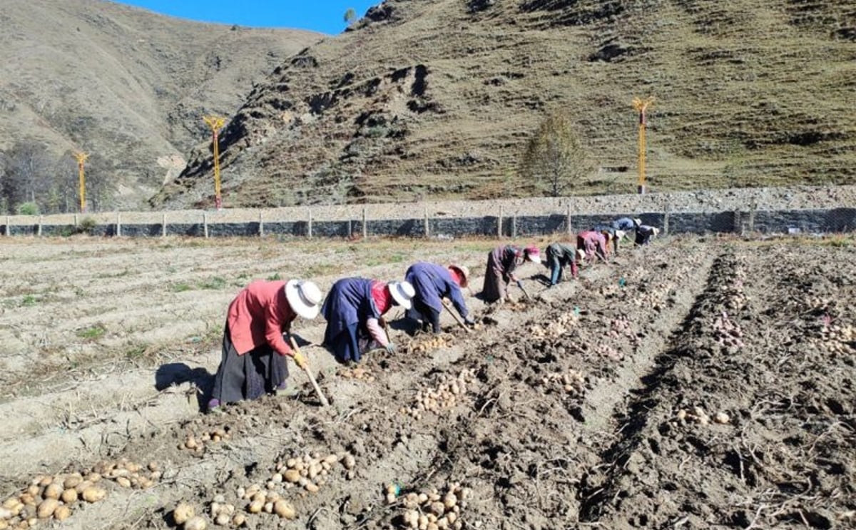 Farmers in the high-altitude Sichuan Plateau harvest potatoes by hand, a key step in preserving traditional practices while supporting breeding programs. Farmers in the high-altitude Sichuan Plateau harvest potatoes by hand, a key step in preserving traditional practices while supporting breeding programs.