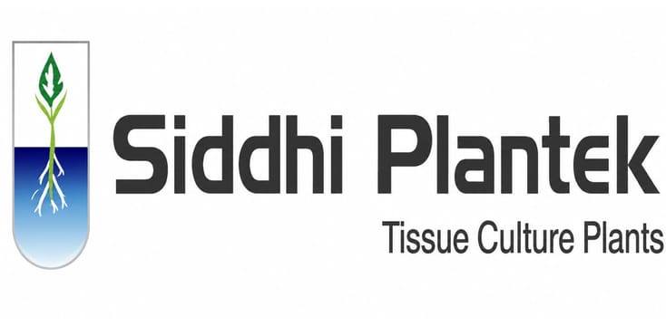 Siddhi plantek plant tissue culture Siddhi plantek plant tissue culture