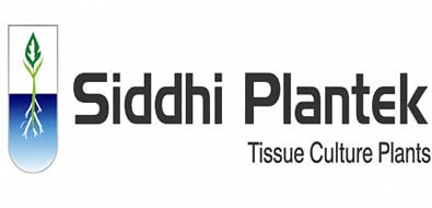 Siddhi plantek plant tissue culture Siddhi plantek plant tissue culture