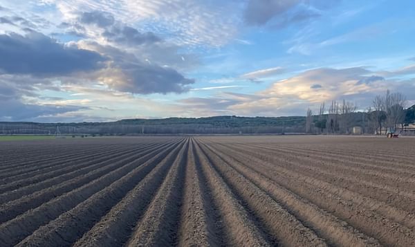 España: optimismo con respecto a la siembra de patatas en el sur