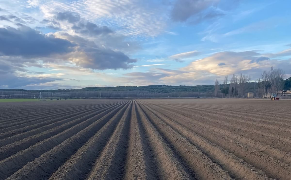 España: optimismo con respecto a la siembra de patatas en el sur España: optimismo con respecto a la siembra de patatas en el sur