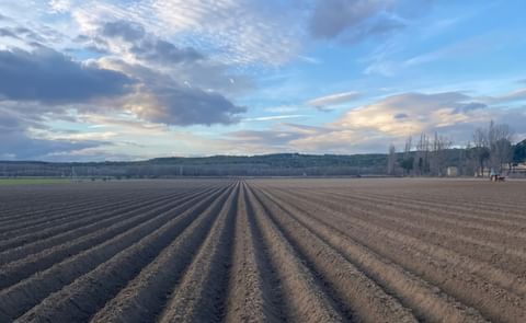 Potato Planting Potato Planting