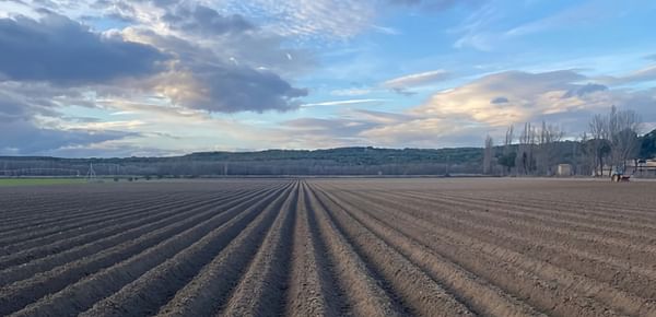España: optimismo con respecto a la siembra de patatas en el sur