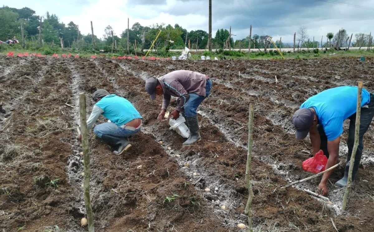 Honduras: Establecen ensayo nacional de 36 clones de papa Honduras: Establecen ensayo nacional de 36 clones de papa